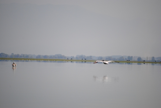 Lake Kirkini Pelican